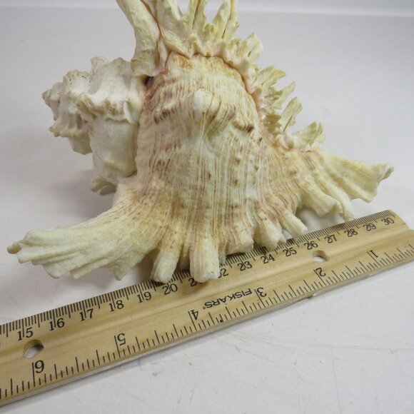 REAL Sea Shell Murex Conch with large fingers 6x5.5x4.5" Great Condition - Picture 9 of 11